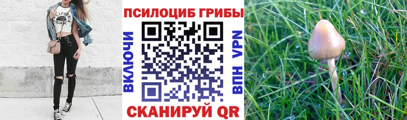 Галлюциногенные грибы Psilocybe  что такое наркотик  Нефтекамск 